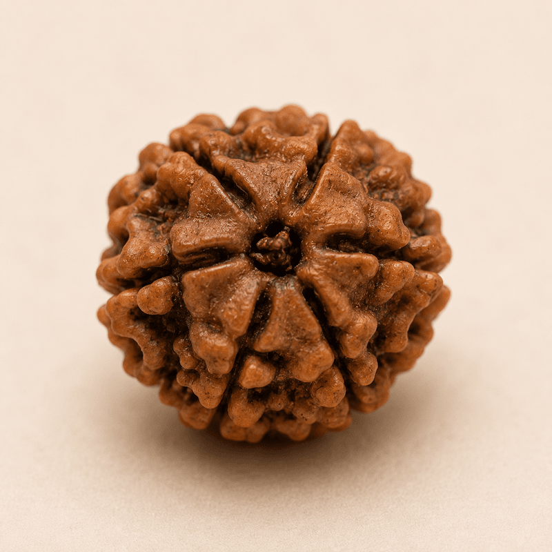 5 Mukhi Rudraksha (Nepal Origin)